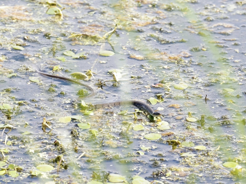 Snake on the lake.jpg
